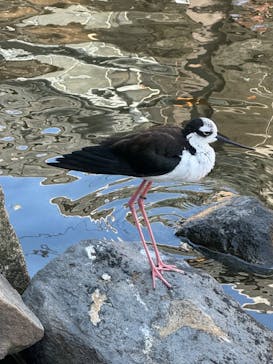 神戸どうぶつ王国に投稿された画像（2024/5/5）