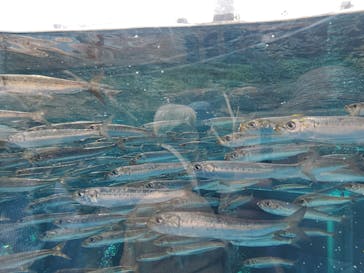 環境水族館アクアマリンふくしまに投稿された画像（2024/5/5）