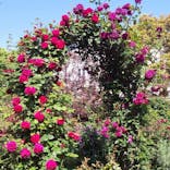 横浜イングリッシュガーデンに投稿された画像（2024/5/6）