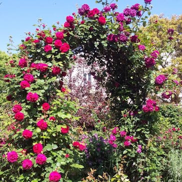 横浜イングリッシュガーデンに投稿された画像（2024/5/5）