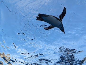 サンシャイン水族館に投稿された画像（2024/5/5）