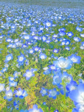 国営ひたち海浜公園プレジャーガーデンに投稿された画像（2024/5/5）