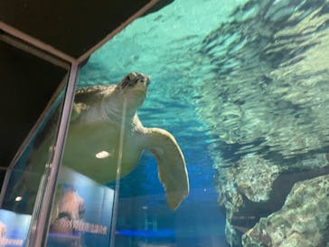 名古屋港水族館に投稿された画像（2024/5/5）