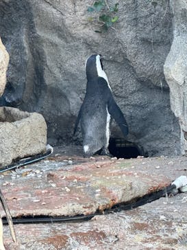 サンシャイン水族館に投稿された画像（2024/5/5）