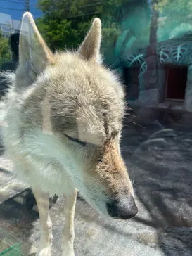天王寺動物園に投稿された画像（2024/5/5）