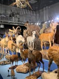 特別展「大哺乳類展３－わけてつなげて大行進」に投稿された画像（2024/5/6）
