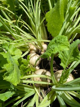 空と大地の丘森本農園に投稿された画像（2024/5/5）