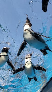 サンシャイン水族館に投稿された画像（2024/5/5）