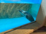 しながわ水族館に投稿された画像（2024/5/6）