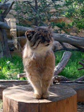 那須どうぶつ王国に投稿された画像（2024/5/5）