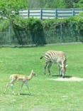 秋吉台自然動物公園 サファリランドに投稿された画像（2024/5/6）