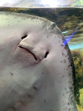 新江ノ島水族館に投稿された画像（2024/5/5）