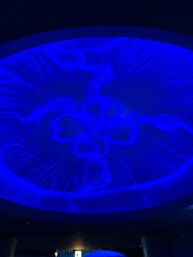 新江ノ島水族館に投稿された画像（2024/5/5）