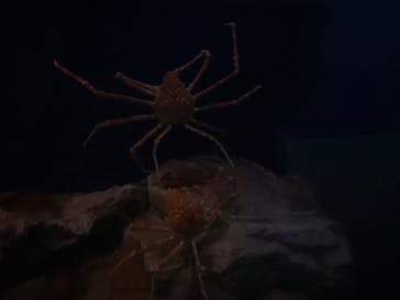 名古屋港水族館に投稿された画像（2024/5/6）