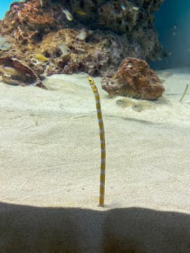 アクアワールド茨城県大洗水族館に投稿された画像（2024/5/6）