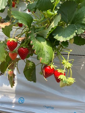 すごう農園直売所ピアッツァに投稿された画像（2024/5/6）