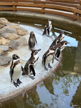 那須どうぶつ王国に投稿された画像（2024/5/6）