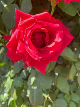 ひらかたパークに投稿された画像（2024/5/6）