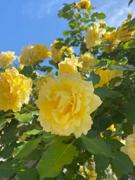 ひらかたパークに投稿された画像（2024/5/6）