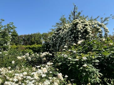 横浜イングリッシュガーデンに投稿された画像（2024/5/6）