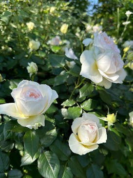 横浜イングリッシュガーデンに投稿された画像（2024/5/6）