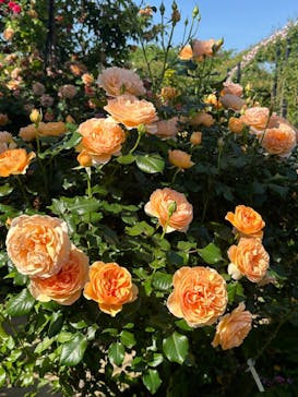 横浜イングリッシュガーデンに投稿された画像（2024/5/6）