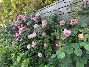 横浜イングリッシュガーデンに投稿された画像（2024/5/6）