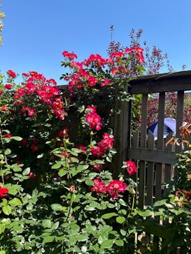 横浜イングリッシュガーデンに投稿された画像（2024/5/6）