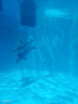 名古屋港水族館に投稿された画像（2024/5/6）