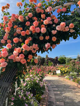 ひらかたパークに投稿された画像（2024/5/6）