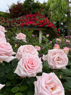 横浜イングリッシュガーデンに投稿された画像（2024/5/6）