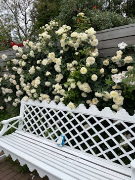 横浜イングリッシュガーデンに投稿された画像（2024/5/6）