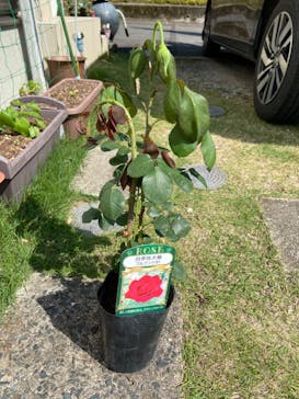 浜名湖花博2024に投稿された画像（2024/5/6）