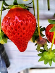 町田いちご狩り農園に投稿された画像（2024/5/4）