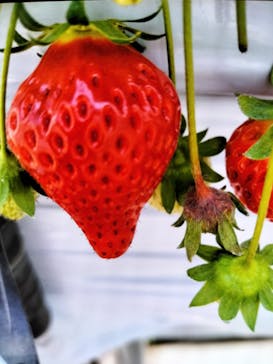 町田いちご狩り農園に投稿された画像（2024/5/4）