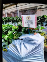 町田いちご狩り農園に投稿された画像（2024/5/4）