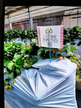 町田いちご狩り農園に投稿された画像（2024/5/4）