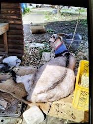 町田いちご狩り農園に投稿された画像（2024/5/4）