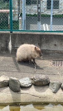 日立市かみね動物園に投稿された画像（2024/5/6）