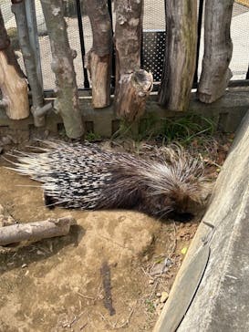 日立市かみね動物園に投稿された画像（2024/5/6）