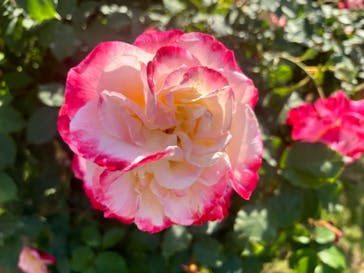 京成バラ園に投稿された画像（2024/5/6）