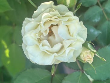 京成バラ園に投稿された画像（2024/5/6）