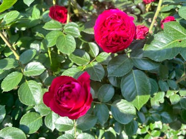 京成バラ園に投稿された画像（2024/5/6）