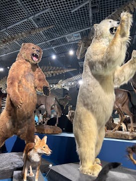 特別展「大哺乳類展３－わけてつなげて大行進」に投稿された画像（2024/5/6）