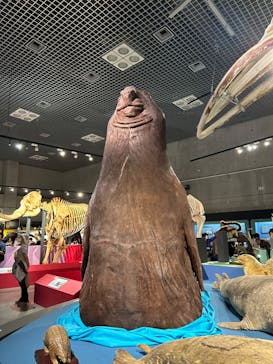特別展「大哺乳類展３－わけてつなげて大行進」に投稿された画像（2024/5/6）