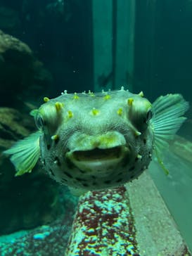 城崎マリンワールドに投稿された画像（2024/5/6）