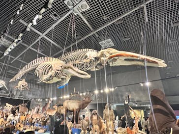 特別展「大哺乳類展３－わけてつなげて大行進」に投稿された画像（2024/5/6）