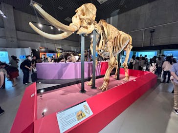 特別展「大哺乳類展３－わけてつなげて大行進」に投稿された画像（2024/5/6）