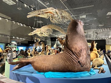 特別展「大哺乳類展３－わけてつなげて大行進」に投稿された画像（2024/5/6）