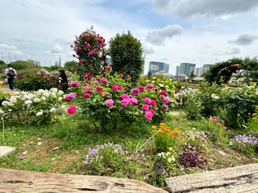 京成バラ園に投稿された画像（2024/5/6）